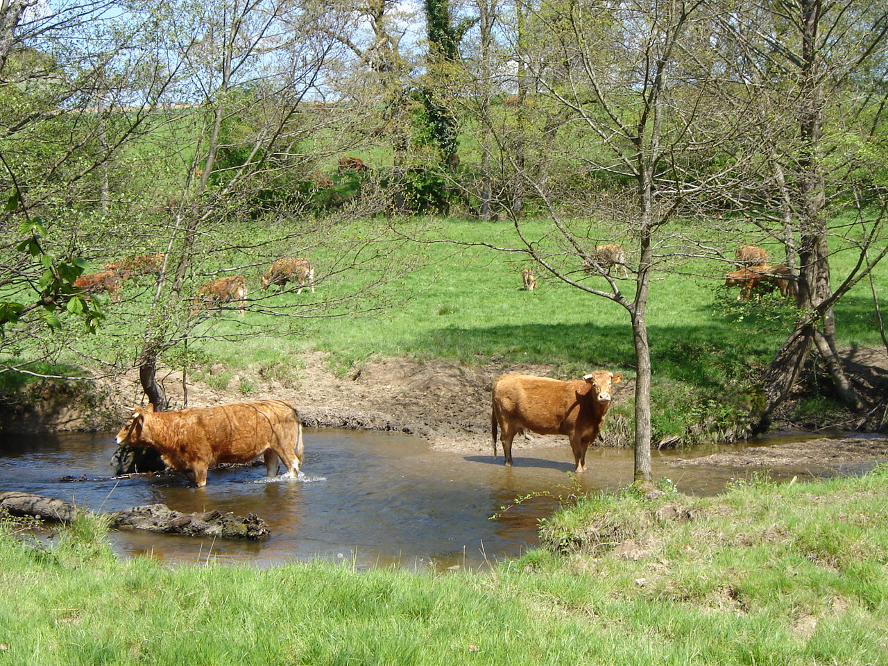 Vache s'abreuvant dans cours d'eau